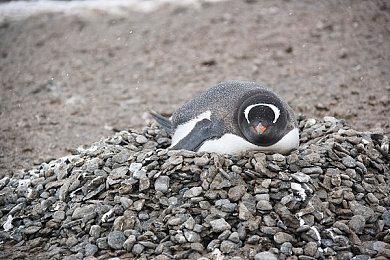 类银河恶魔城游戏《赤鸟》将开启众筹体验活动